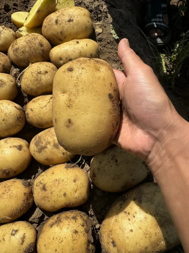 实验一号土豆精品土豆大量供应中对接全国商超市场等