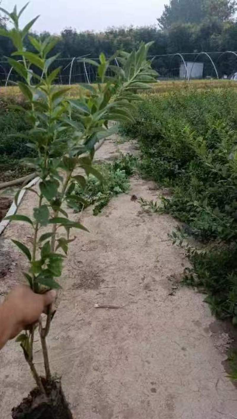 连翘杯苗