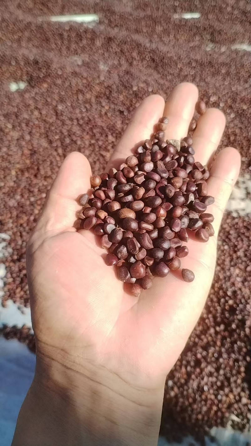 实价东北白花赤芍种子，自己家种的，500公斤以上包物流