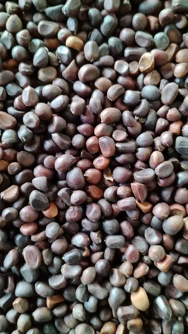 实价东北白花赤芍种子，自己家种的，500公斤以上包物流