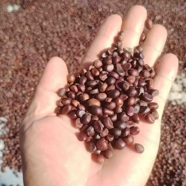 实价东北白花赤芍种子，自己家种的，500公斤以上包物流