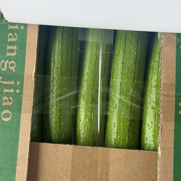 精品油皮丝瓜，掉价中白菜价