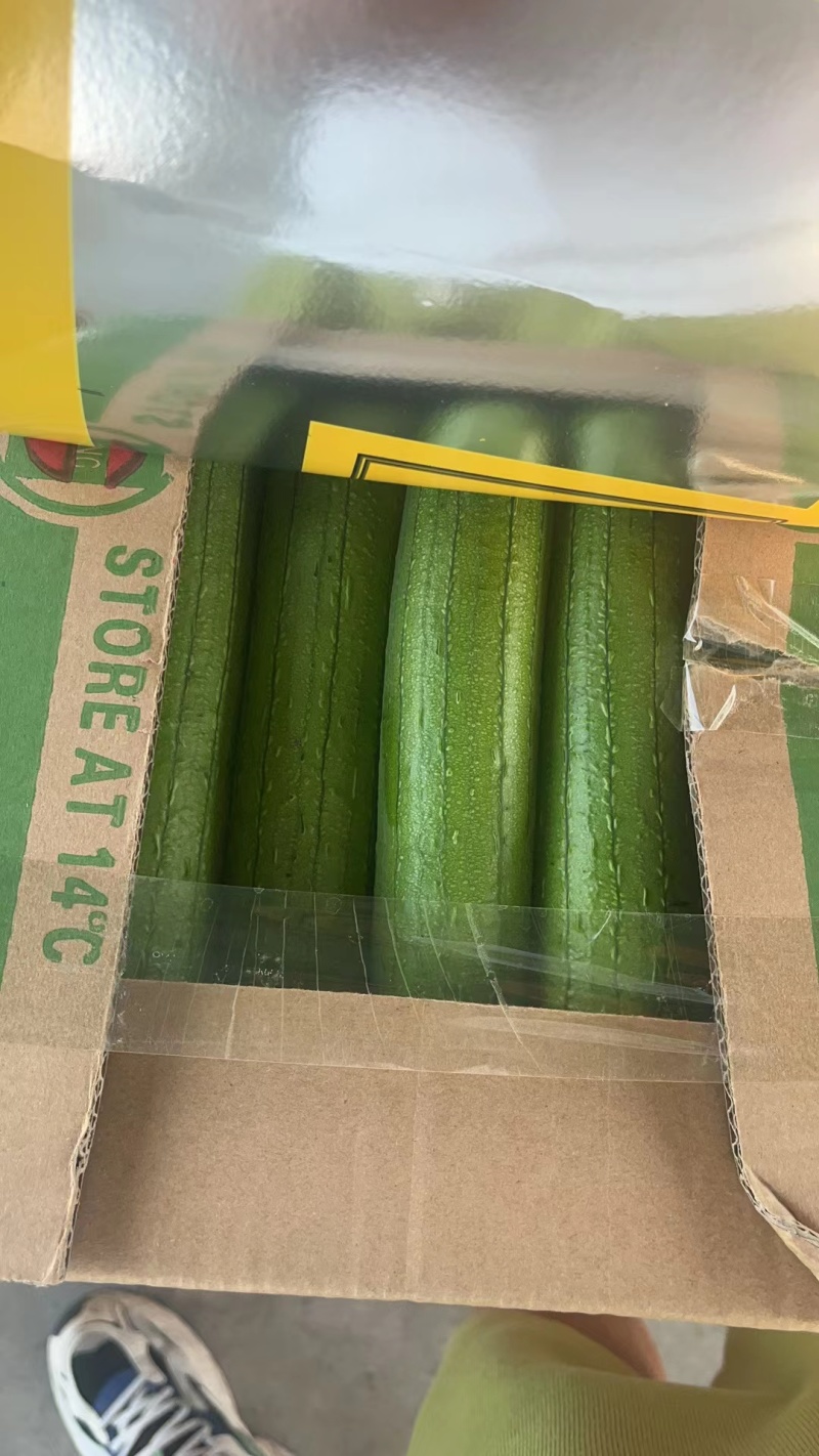 精品油皮丝瓜，掉价中白菜价