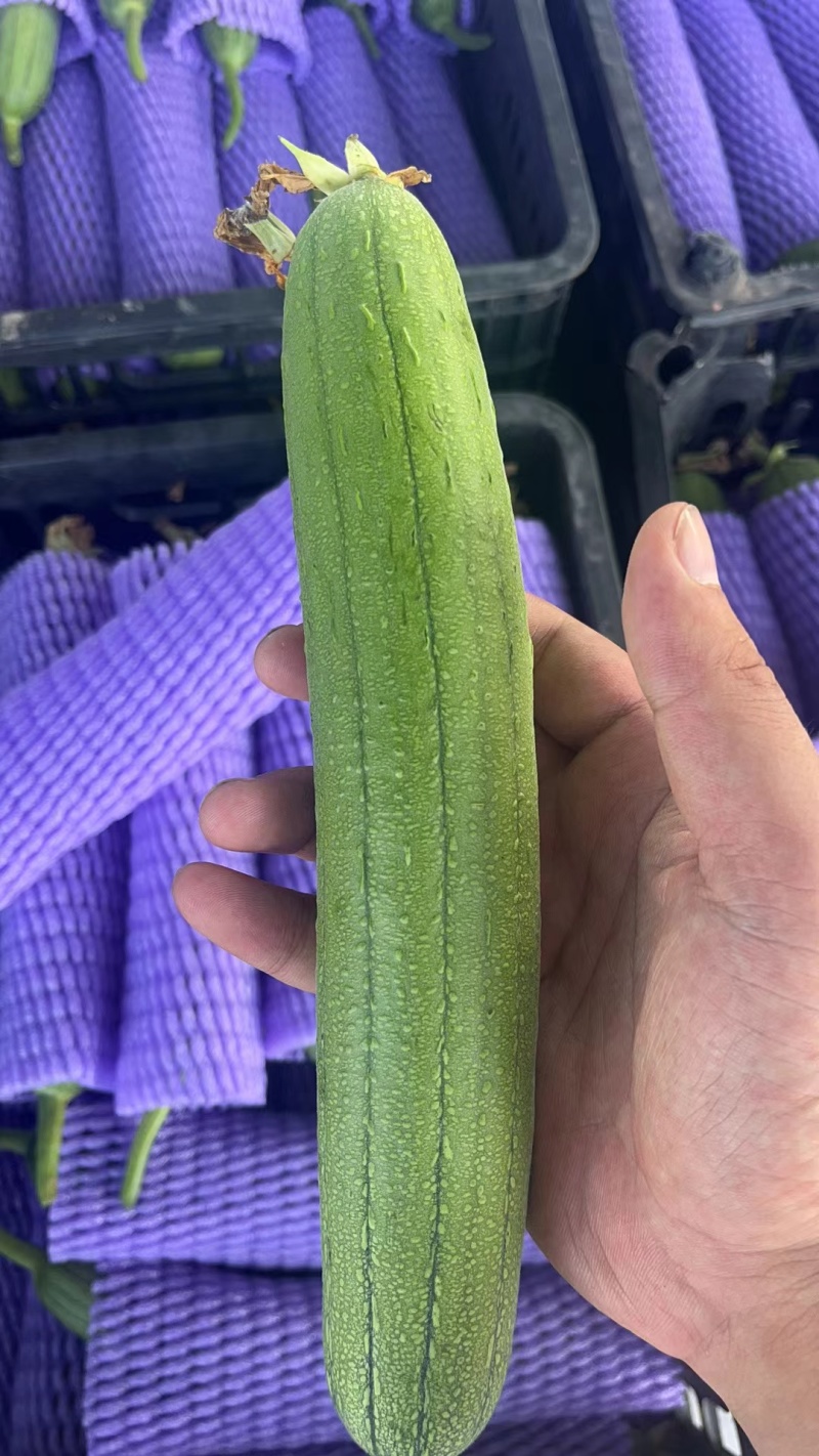 精品油皮丝瓜，掉价中白菜价