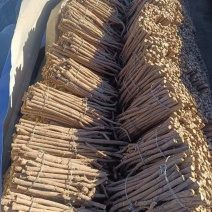 甘肃黄芪条子货量大从优欢迎咨询