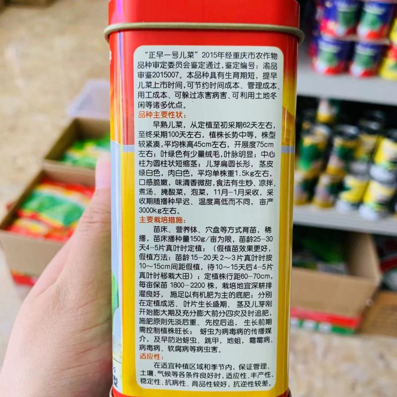 方政正早一号儿菜种子基地级儿菜种籽早熟儿大型芥兰种子
