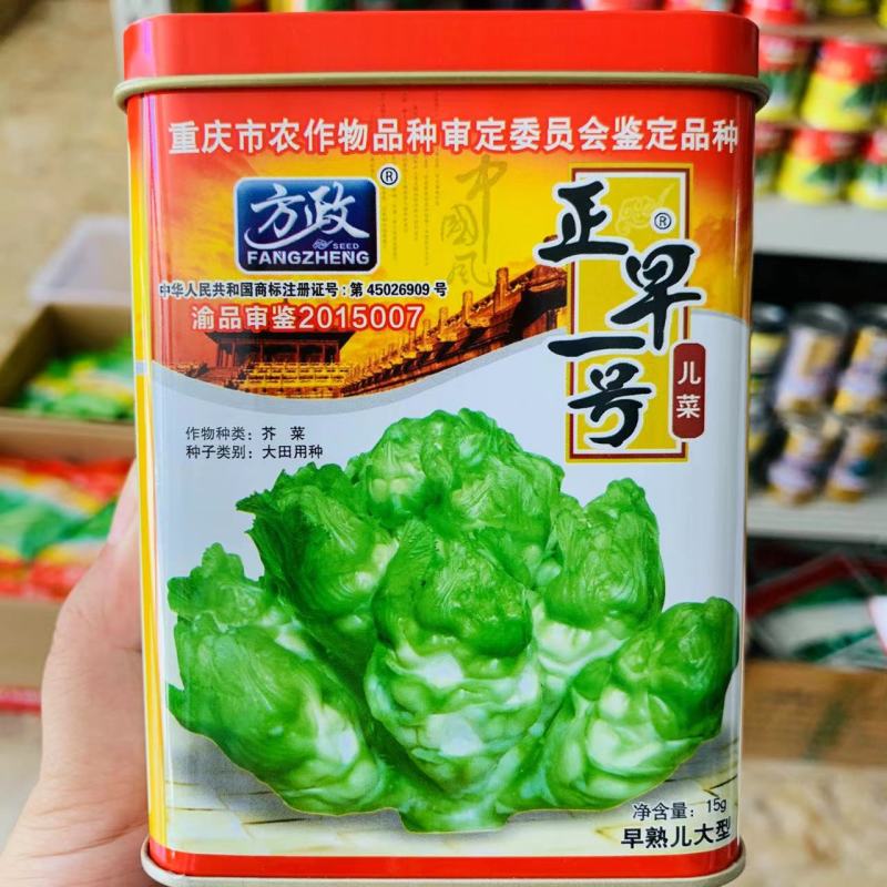 方政正早一号儿菜种子基地级儿菜种籽早熟儿大型芥兰种子