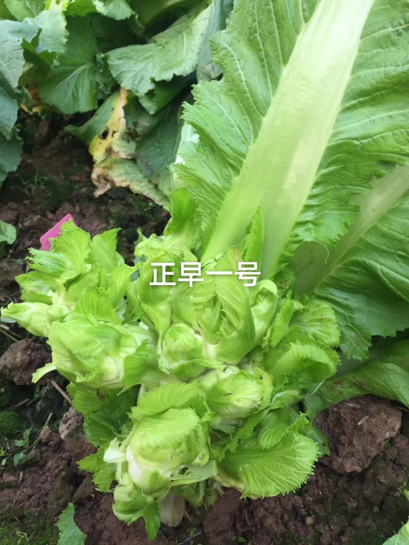 方政正早一号儿菜种子基地级儿菜种籽早熟儿大型芥兰种子