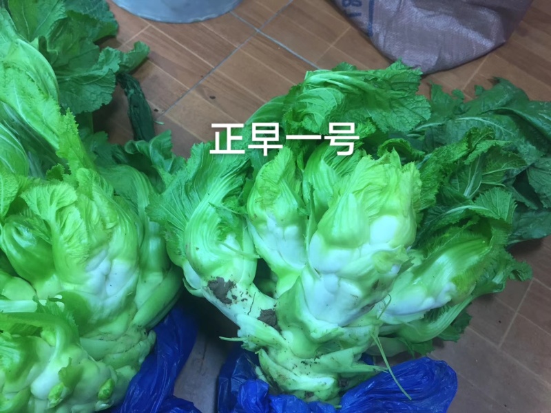 方政正早一号儿菜种子基地级儿菜种籽早熟儿大型芥兰种子