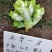 方政正早一号儿菜种子基地级儿菜种籽早熟儿大型芥兰种子
