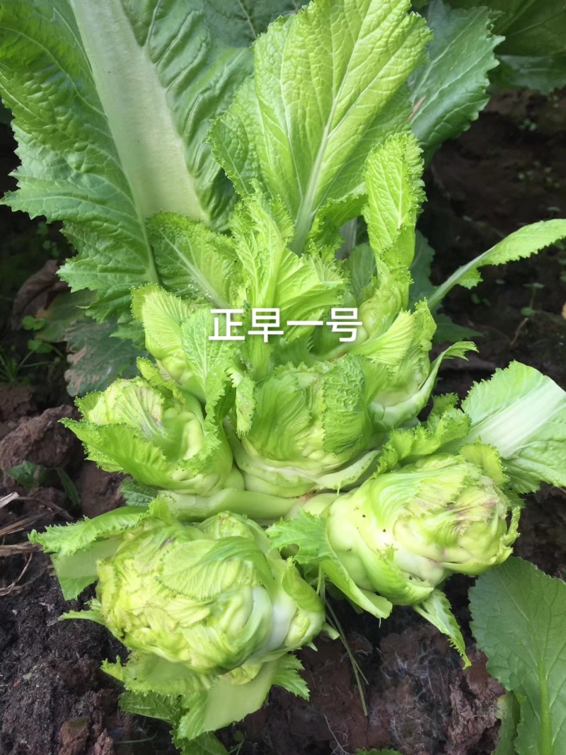 方政正早一号儿菜种子基地级儿菜种籽早熟儿大型芥兰种子