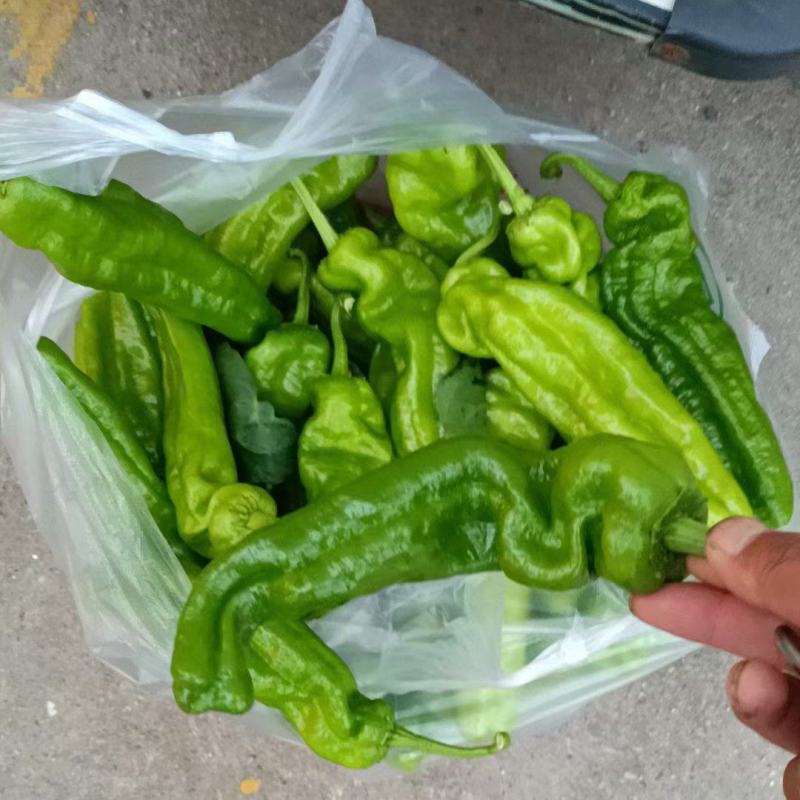 芜湖椒大量上市正在接单中