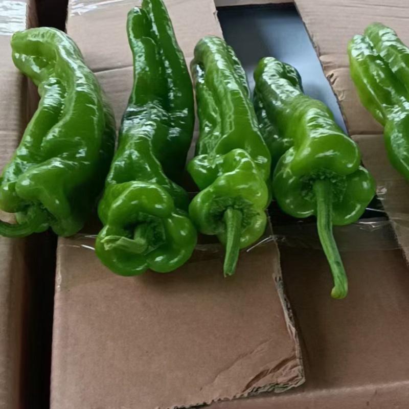 芜湖椒大量上市正在接单中