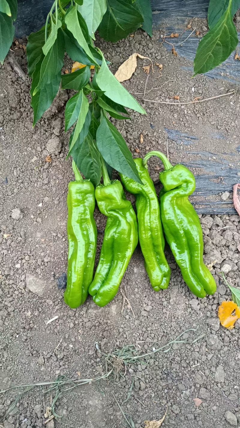 芜湖椒大量上市正在接单中