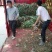 】带苗大蒜河南鲜蒜把子蒜产地直发欢迎订购