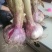 】带苗大蒜河南鲜蒜把子蒜产地直发欢迎订购