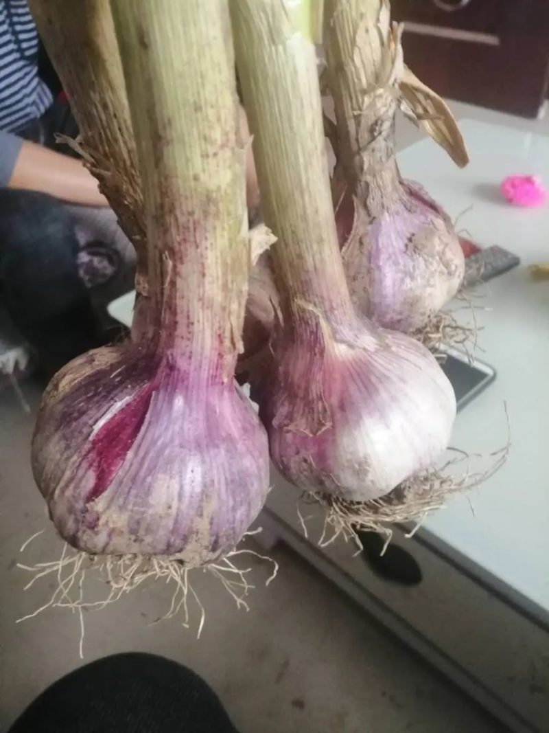 】带苗大蒜河南鲜蒜把子蒜产地直发欢迎订购