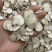 白芍片地道亳白芍深入加工规格齐全新货上市品质保障量大价优