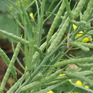 有优质菜籽，出油率高，货多，今年现货。