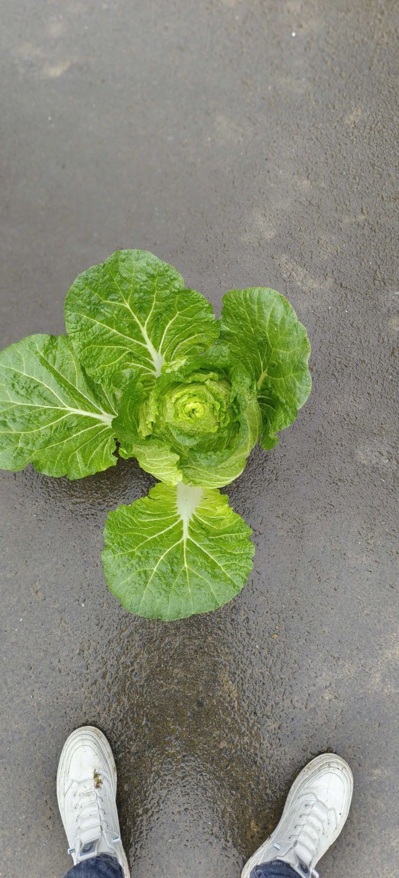 别找啦！湖北优质黄芯大白菜，产地直销超实惠