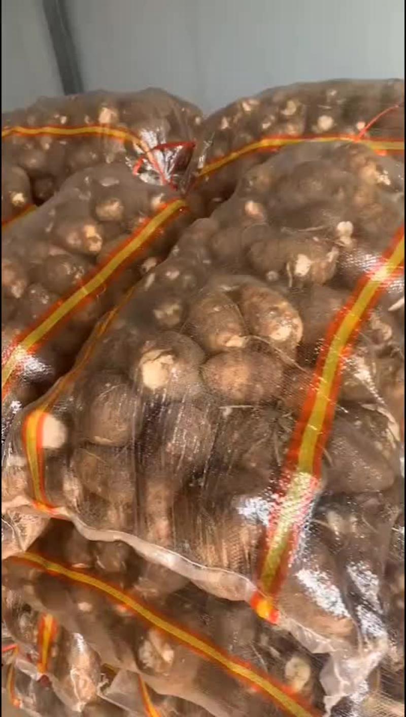 精品芋头批发/8520毛芋头【电商货/市场货/加工厂】