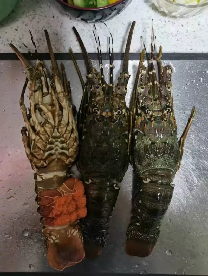 抢【澳洲大龙虾】鲜活冷冻超大红龙非波龙岩龙青龙玫瑰龙大