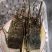 抢【澳洲大龙虾】鲜活冷冻超大红龙非波龙岩龙青龙玫瑰龙大
