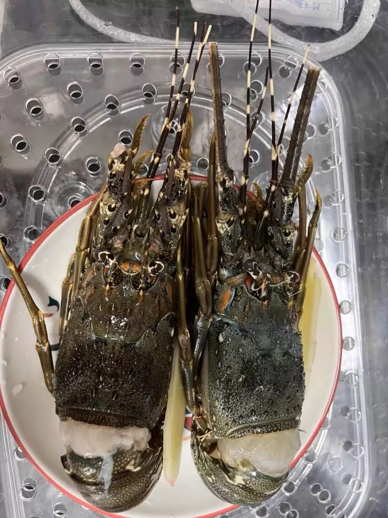 抢【澳洲大龙虾】鲜活冷冻超大红龙非波龙岩龙青龙玫瑰龙大