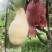 贵妃梨/固安梨/个大果面乳白口感好
