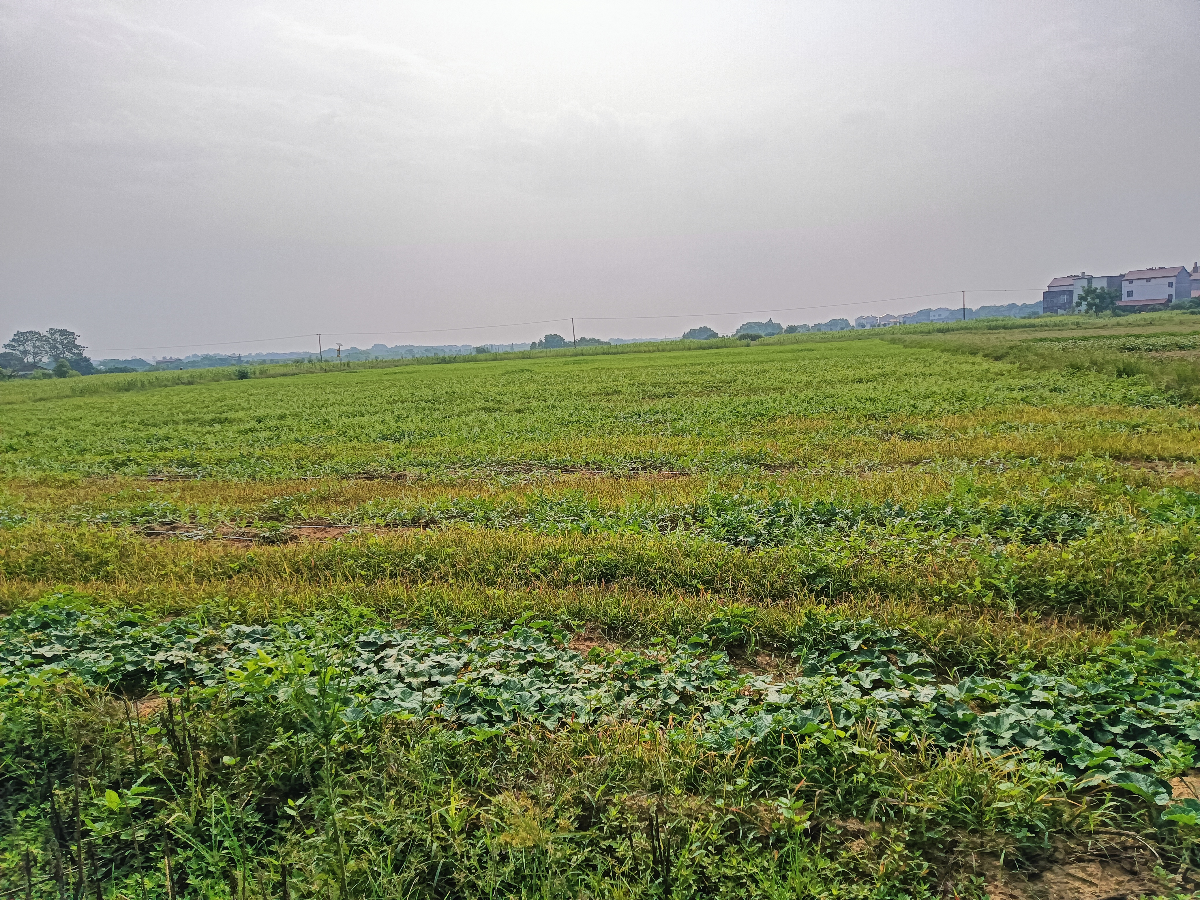 田间种植的无籽西瓜