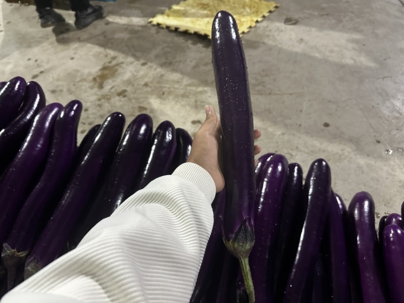 [推荐货源]精品紫红茄一手货源档口直发