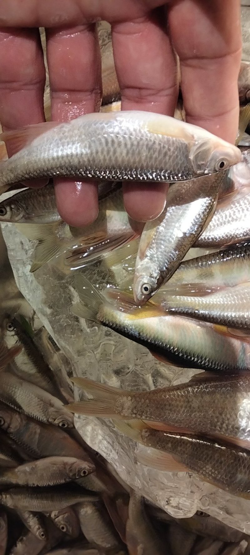 马口鱼