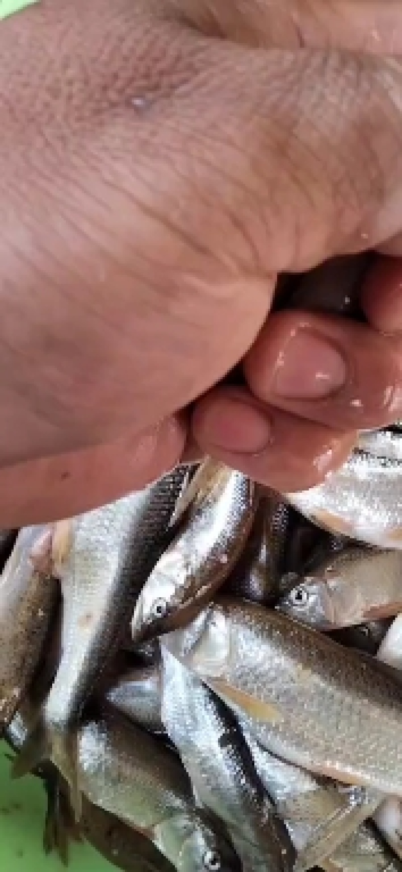 马口鱼