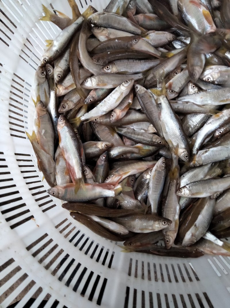 马口鱼