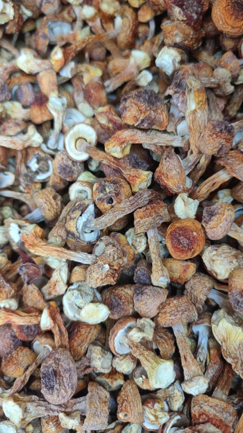 小个、头干净金黄姬松茸，煲汤**好吃，