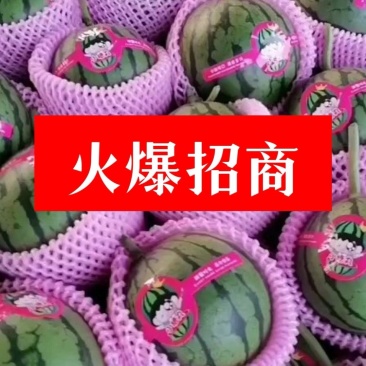 2k冰糖子西瓜吊蔓地爬皮薄瓤红糖度高口感酥脆全国发货