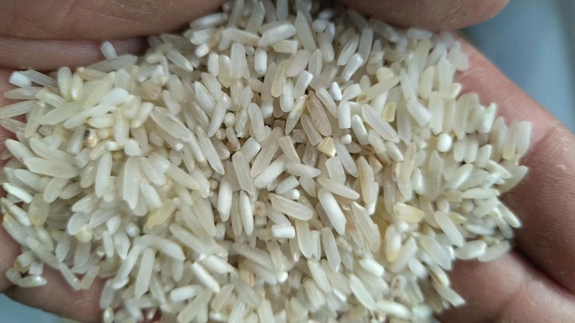 糯小米与普通小米对比图