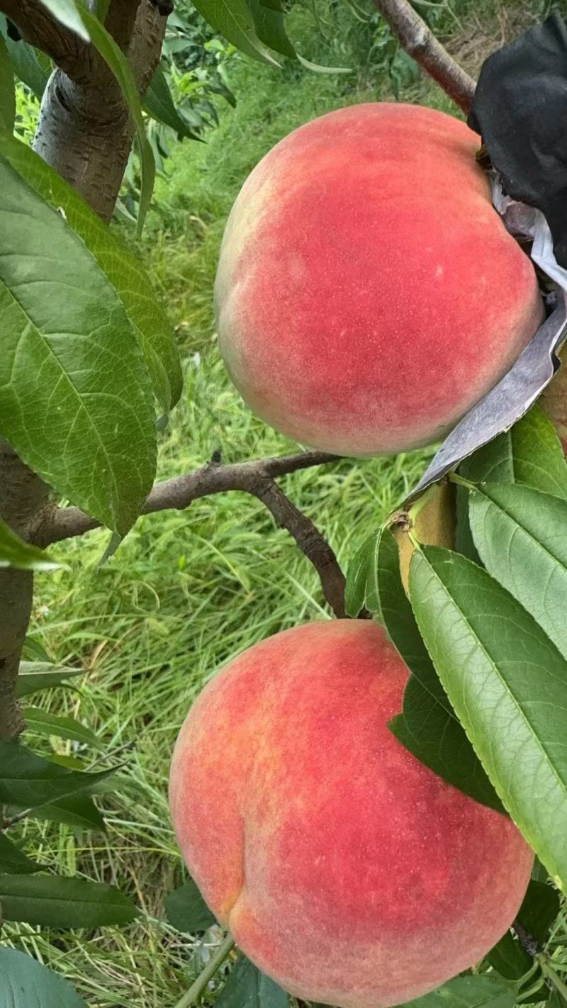 供应：河南开封1200亩水蜜桃桃九红蜜桃毛桃大量上市