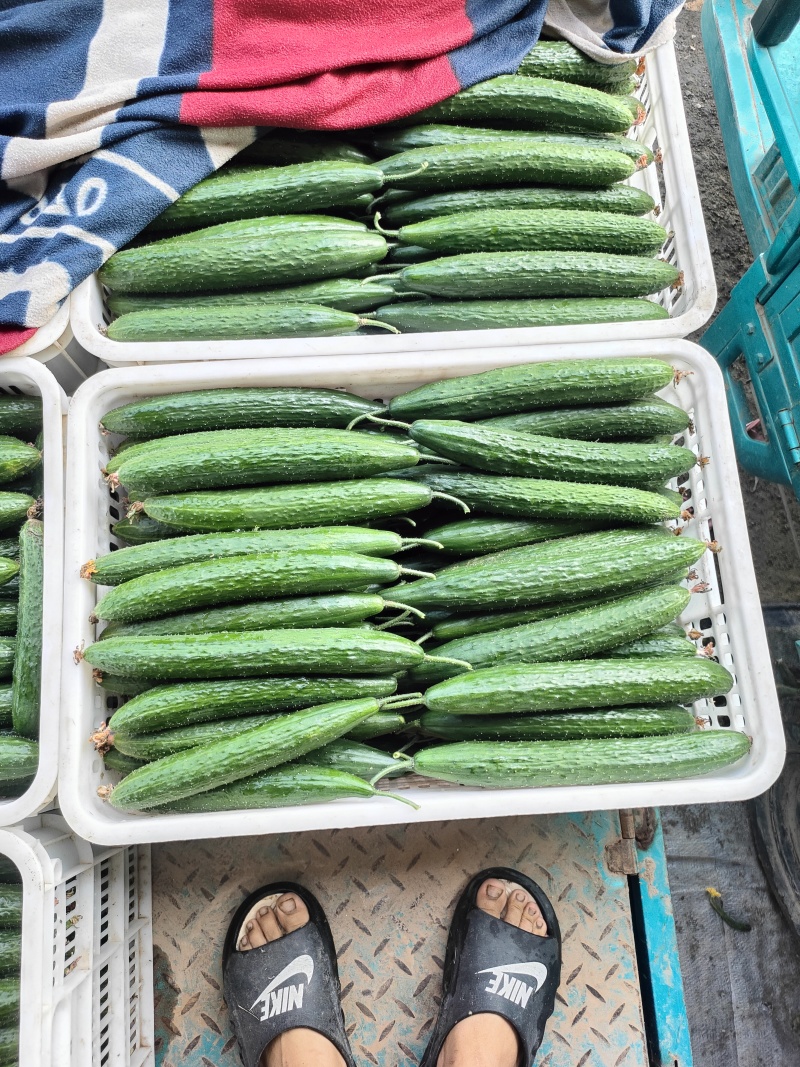 电商黄瓜，社区团购，大型商超，市场货大量有货。