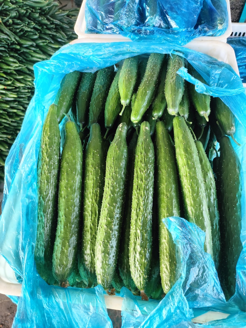 电商黄瓜，社区团购，大型商超，市场货大量有货。