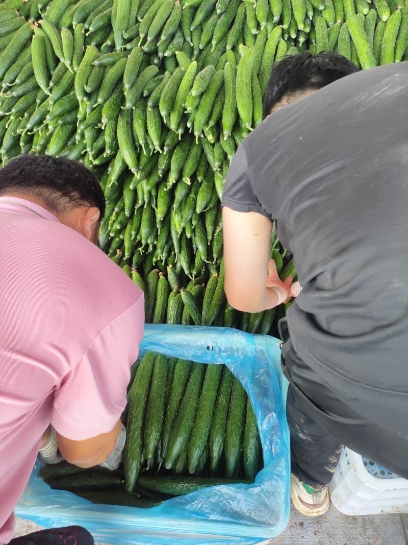 电商黄瓜，社区团购，大型商超，市场货大量有货。