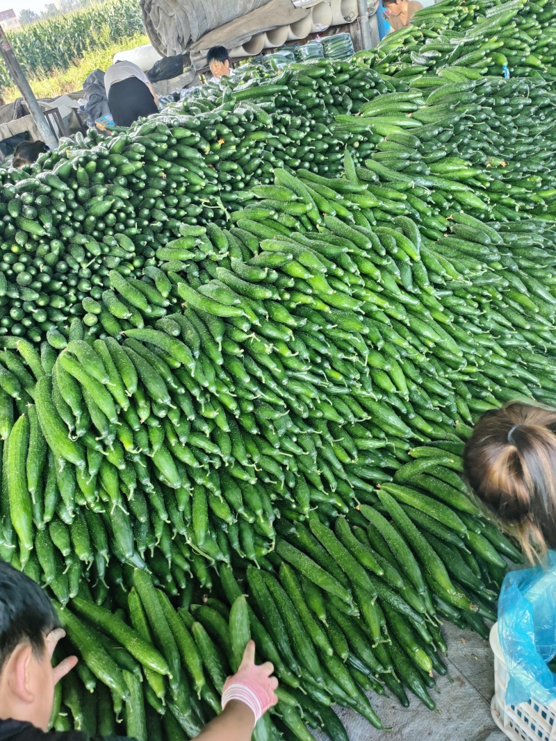 电商黄瓜，社区团购，大型商超，市场货大量有货。