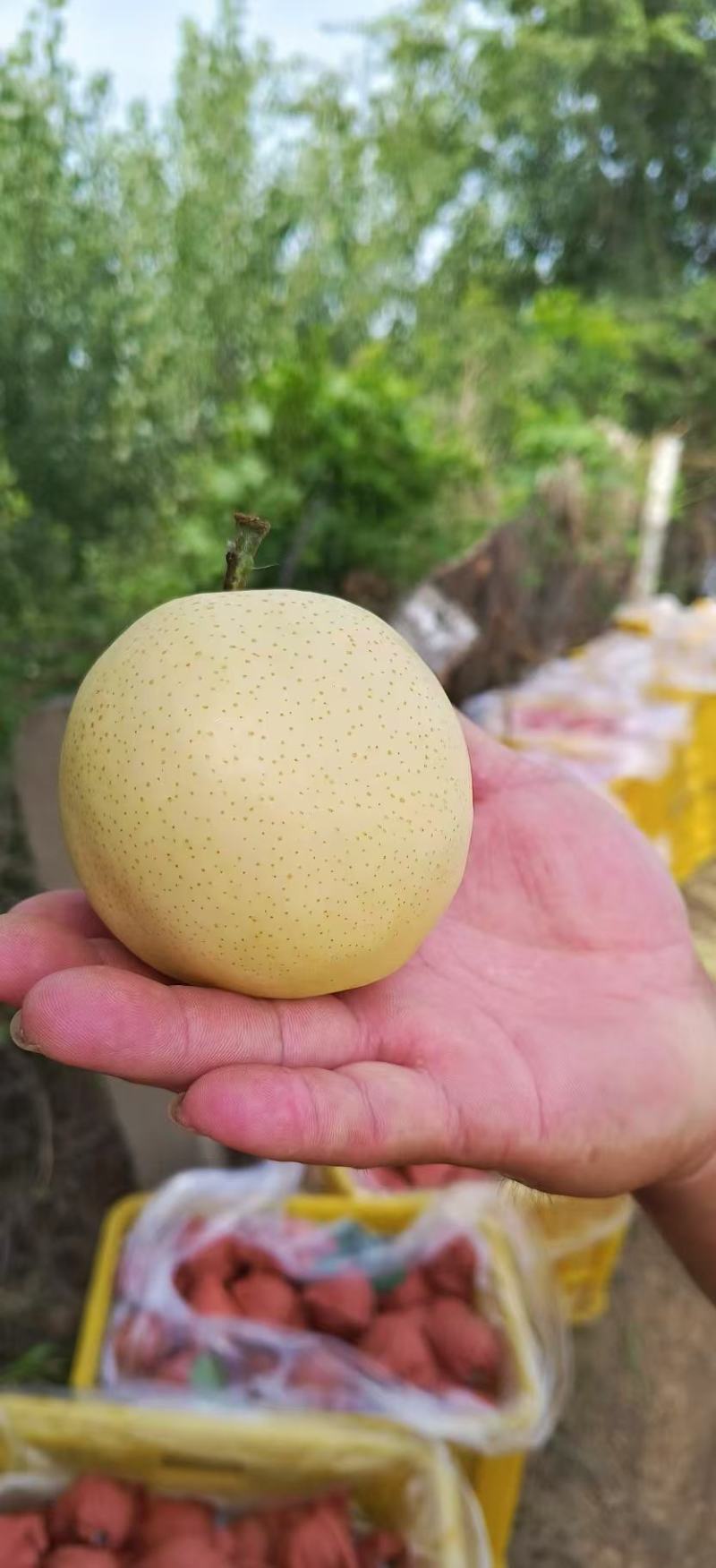 一级黄金梨