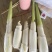 精品北京茭，精品红梗茭白，有二级，统货，，垃圾瓜，，电商