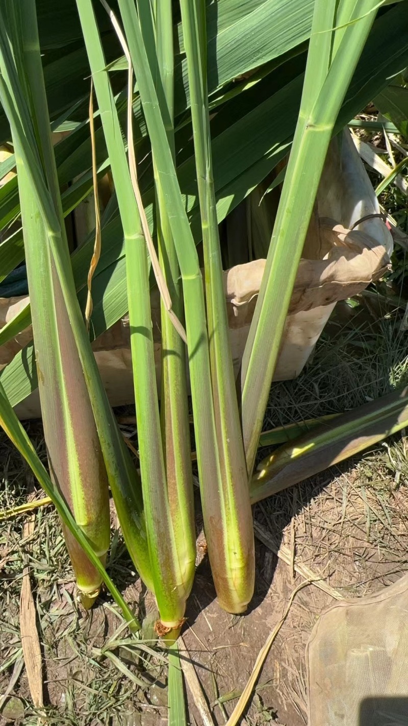 精品北京茭，精品红梗茭白，有二级，统货，，垃圾瓜，，电商