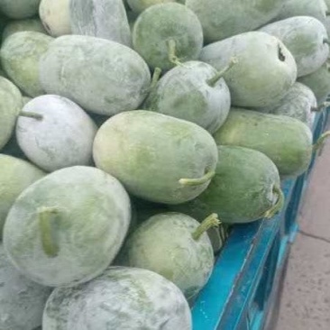 冬瓜，水果冬瓜，小园白冬瓜