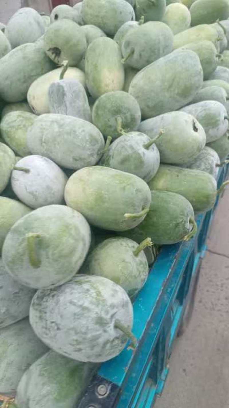 冬瓜，水果冬瓜，小园白冬瓜