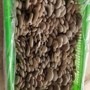 精品平菇
