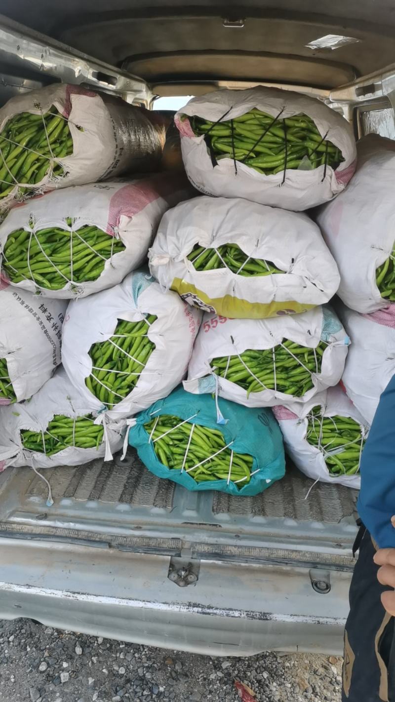 辽宁绥中旱黄瓜产地2元