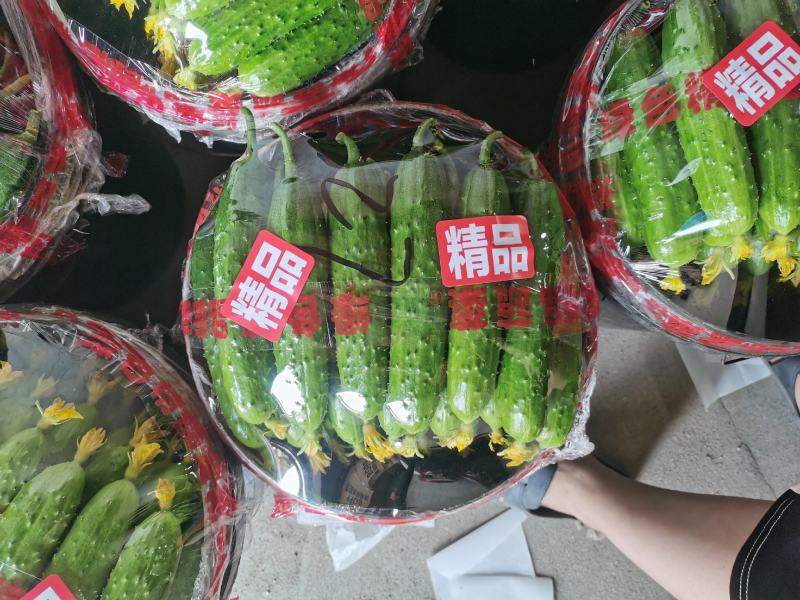 辽宁绥中旱黄瓜产地2元